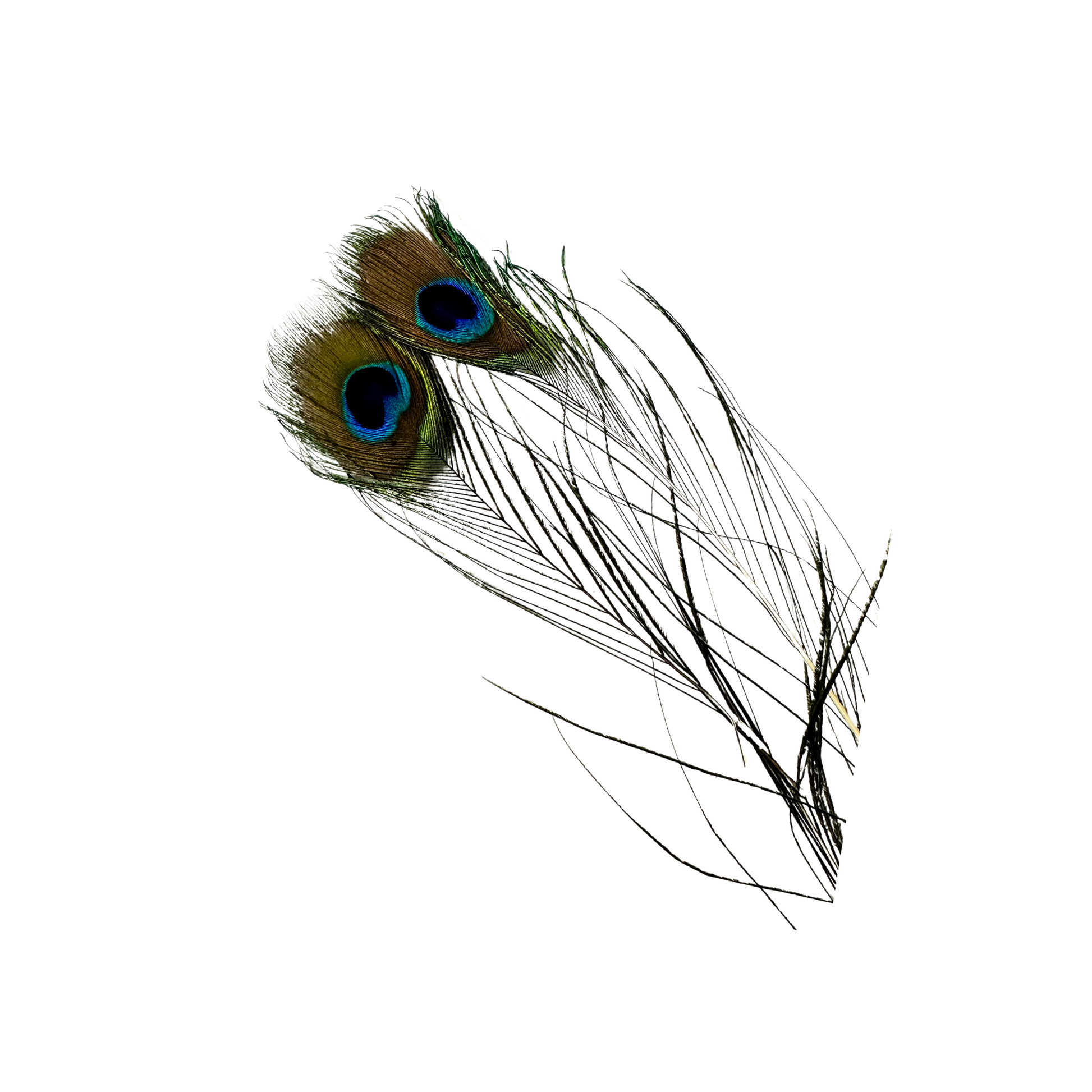 Buy CRAFT WAFT Natural Real Peacock Feather Tails, Mor Pankh for